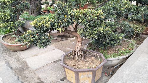 中华蚊母 中华蚊母