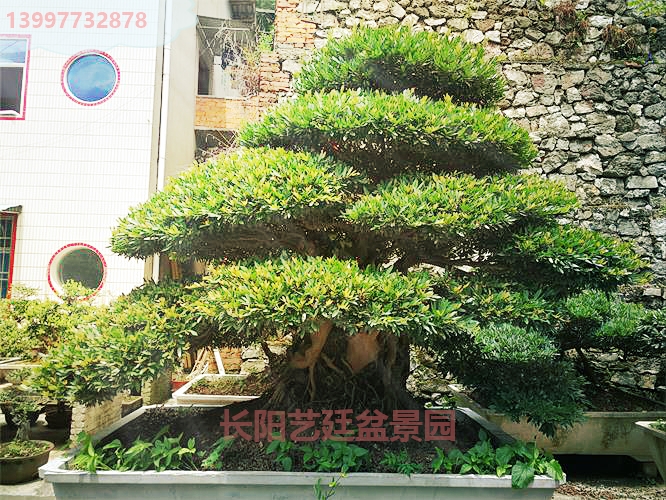 中华蚊母 中华蚊母