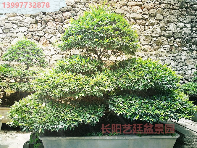 中华蚊母 中华蚊母