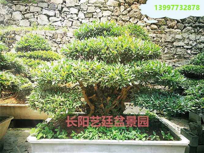 中华蚊母 中华蚊母