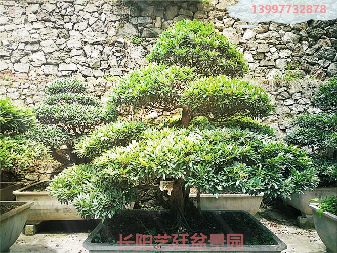 中华蚊母 中华蚊母