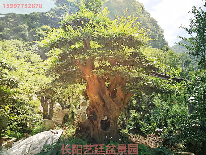 中华蚊母 中华蚊母