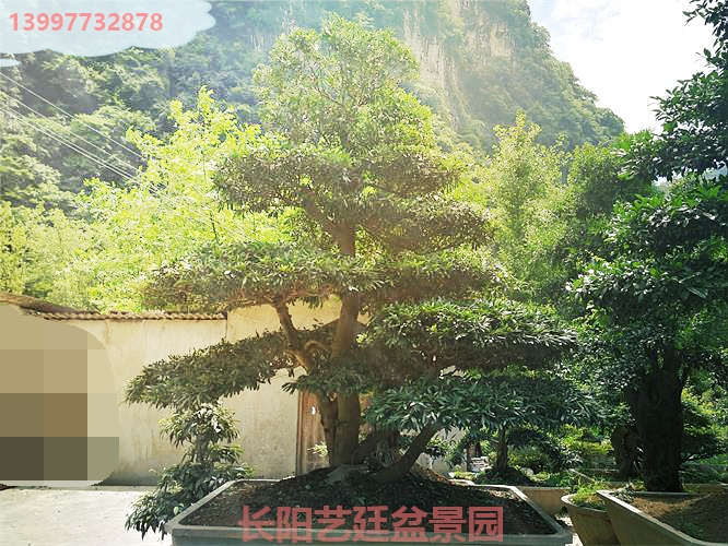 中华蚊母 中华蚊母